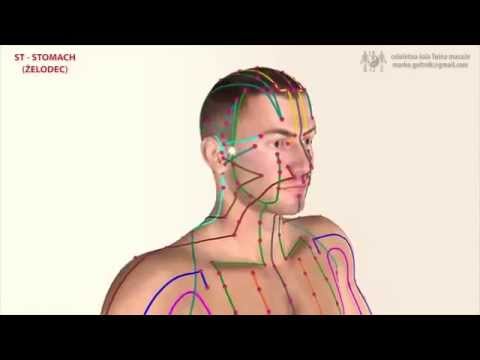 Меридиан желудка 胃, ян яркий 阳明 . Китайская медицина