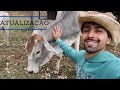 Atualização (Vacas, Marrequinhos, Pintinhos) | Gutejando