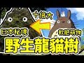 日本袐境!比龍貓大十倍的龍貓樹!|好倫|B級旅行推廣協會