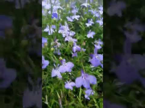 Как цветёт лобелия.