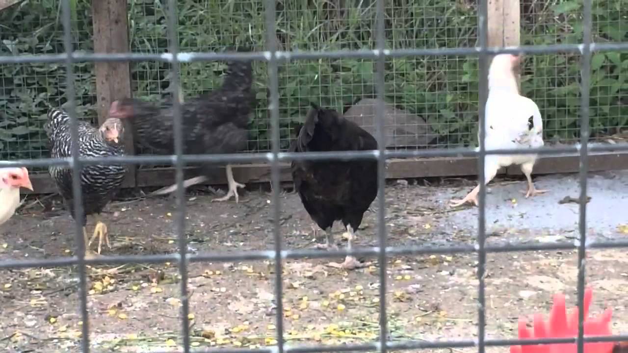 Peanuts for chickens YouTube