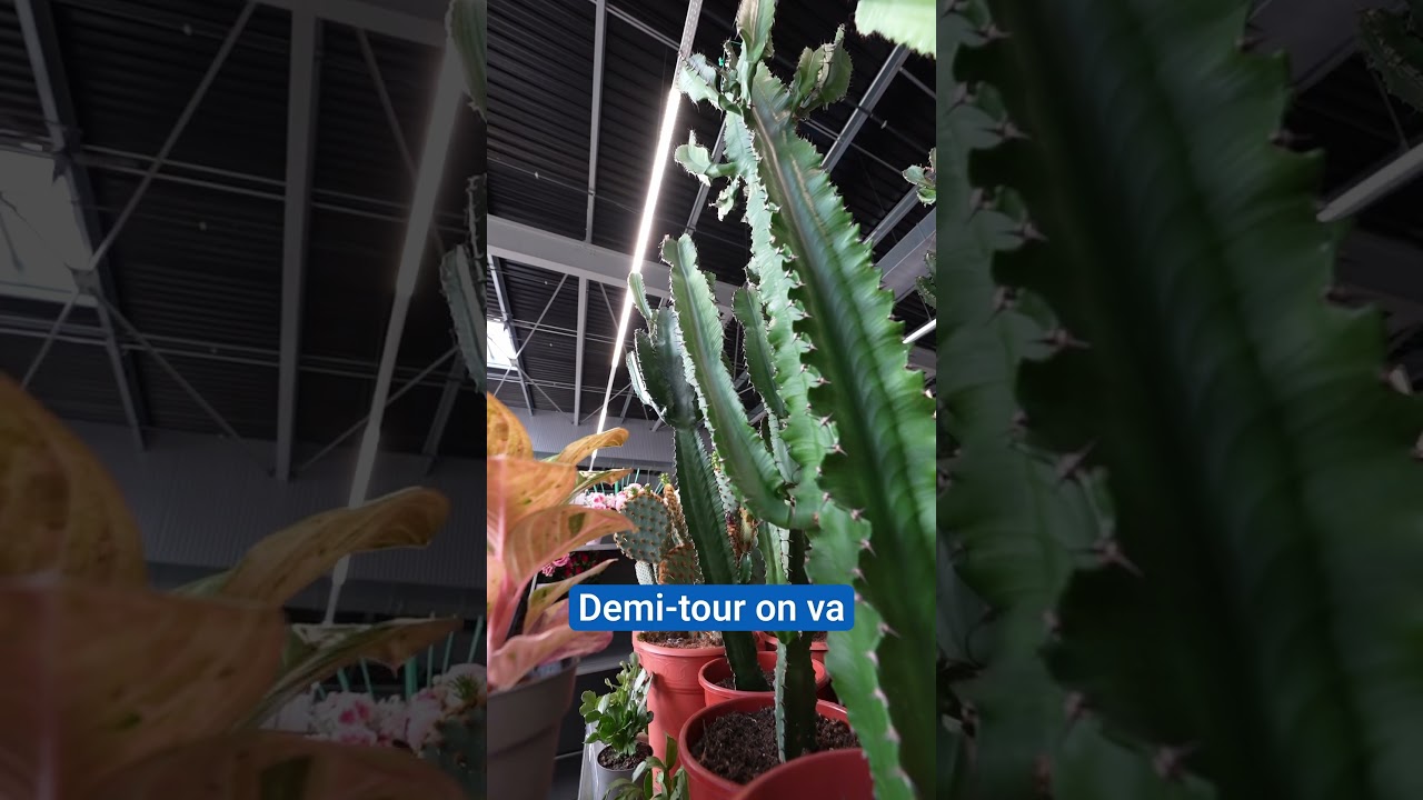 La routine de la Zebrina
