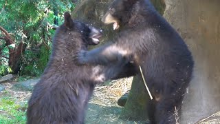 Beary Adventurous Timber And Thorn Come Out To Play