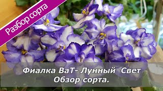 Фиалка ВаТ-Лунный свет. Обзор сорта.