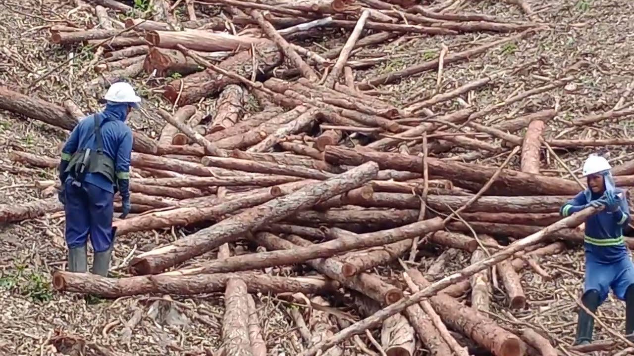 Imagens da carregadeira Bell .