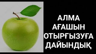 Алма ағашын өсіру технологиясы Алма ағашын қалай өсіреді?Алма ағашын отырғызу.1кв метр бос қалмасын✊