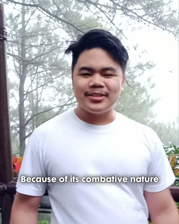 This Filipino Martial Art uses STICKS as WEAPONS #shorts