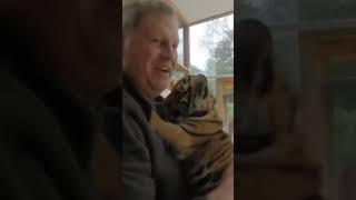 Baby Tiger