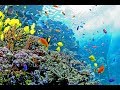 360 Underwater Video of Tropical Diver