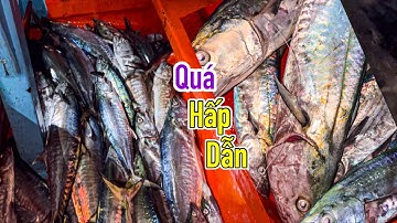 Câu Thu 11 | Trúng Đậm 250kg Cá Thu | Lần Đầu Chứng Kiến Khấu Cá “Bớp” | Sơn Phú Quốc