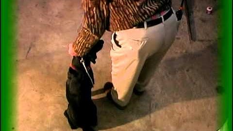 Stick Fetch with Evan Graham