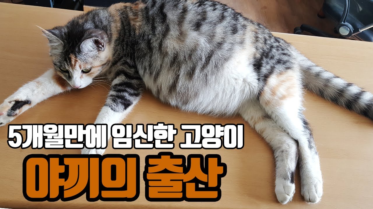 New 생후5개월 아기냥이 \