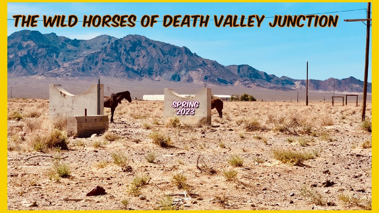 The Wild Horses of Death Valley Junction Spring 2023 Update YouTube