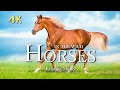 Wildlife 4k  beautiful horses running in the meadow relaxation film with calming piano music