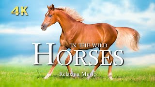 【Wildlife 4K 】- Beautiful horses running in the meadow, Relaxation Film With Calming Piano Music screenshot 5