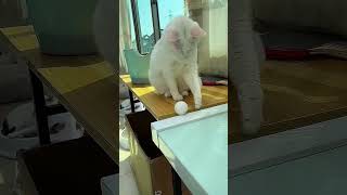 Part 61  #funny #cat#SatisfyingVide