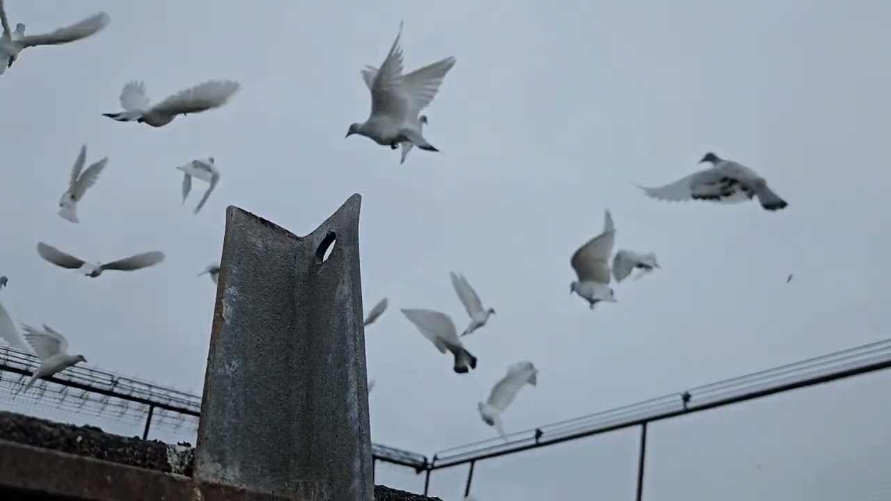 Gołębie Huberta 346😃 takie tam z tygodnia 🤣 pozdrawiam 👍😃