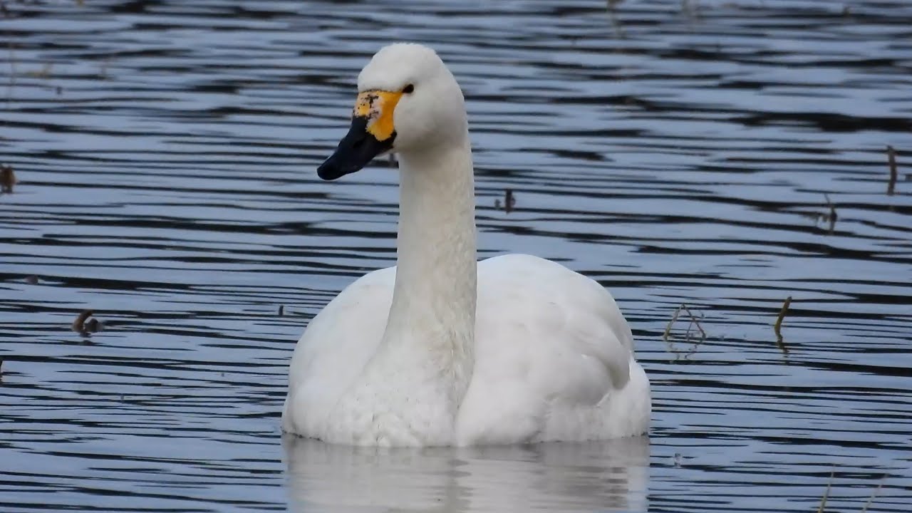 コハクチョウ ② 4K / Tundra Swan - YouTube
