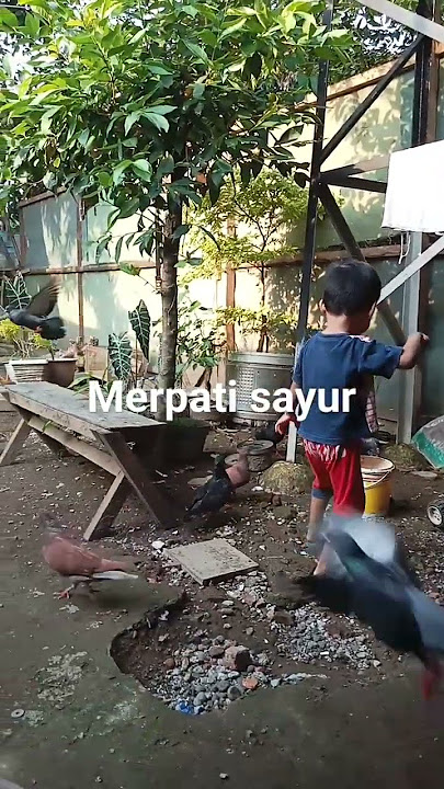 merpati sayur
