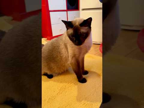 尻尾をブンブンぐるぐる振り回すたぬき猫なのにゃ♪ #cat #トンキニーズ#たぬき猫#tonkinese