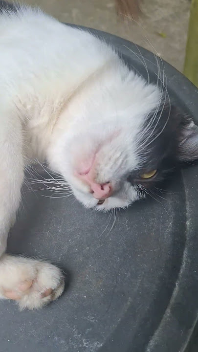 https://vt.tiktok.com/ZSSjXYJRP/