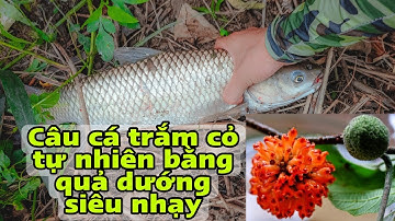 Câu cá trắm cỏ tự nhiên bằng quả dướng và cái kết | Tê Ta Vlog