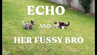 My cat hates new puppy |12 weeks blue heeler ACD