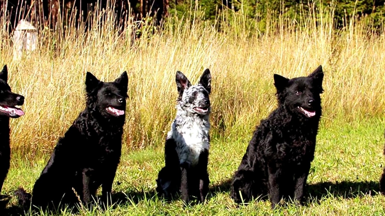 Порода собак. Муди . Довольно новая и малоизвестная собака. Очень интересная породаа