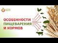 Работа пищеварительной системы у животных, птиц и рыб. Виды систем пищеварения.