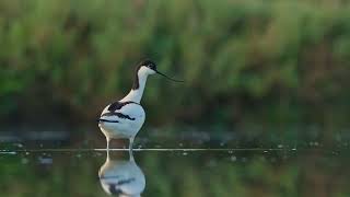 Bird video and photography of an Avocet (Recurvirostra avosetta)