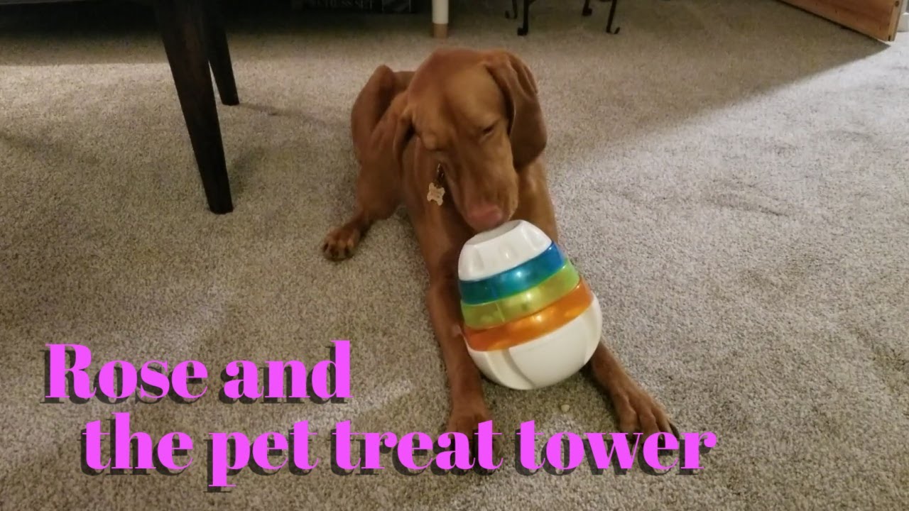 Vizsla Playing with Pet Treat Tower 