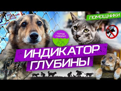 Индикатор глубины. Зачем Нижнекамску dog-friendly среда?