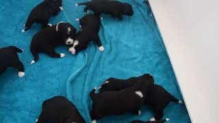 Bernedoodle puppies of Southern Illinois