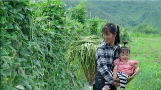 Livestock is thriving, Life of a young mother, Harvesting long beans to sell, building a life