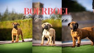 Two MASSIVE Elite Boerboel puppies by Elite Boerboels (Dog Breeding&Protection Training) 1,988 views 5 months ago 3 minutes, 4 seconds