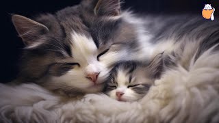 HOURS of Relaxing Music for Cats - Soothing Music | Sleepy Cat