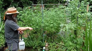 Good Eve For a Lost Coast Foliar On The Outdoor Garden With The Good Ole Chapin Pump Sprayer 🌄💦🌲👋🧑‍🌾