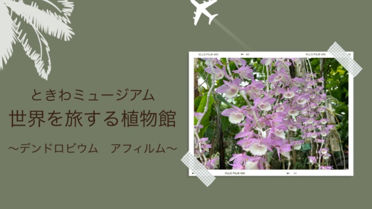 世界を旅する植物館 デンドロビウム アフィルム Youtube 世界を旅する植物館 デンドロビウム アフィルム Youtube