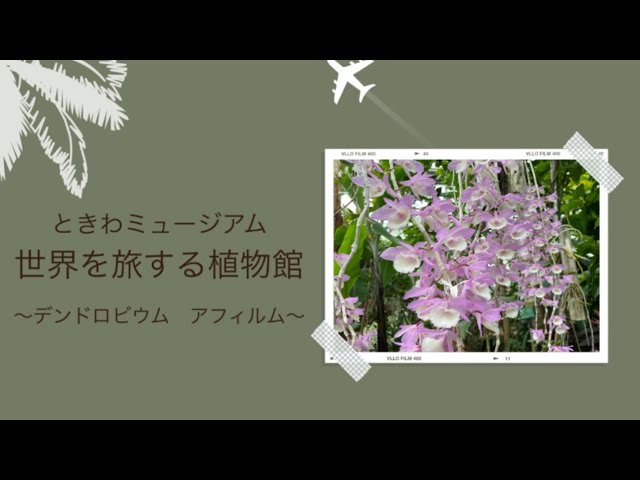 世界を旅する植物館「デンドロビウム アフィルム」 - YouTube