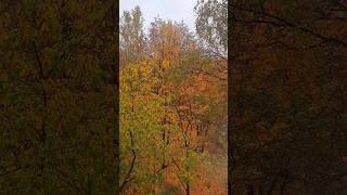 Хадис о женщинах#quran#коран #сура#аллах#dua#хадис#аллоху #жизнь#природа