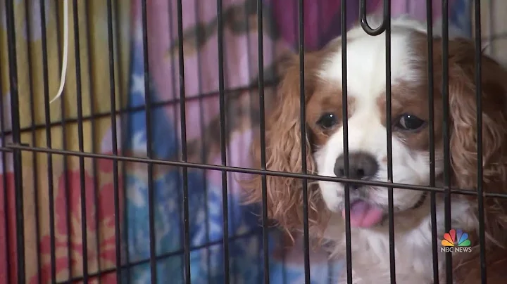 Volunteers Care For Pets Separated From Families After Devastating Camp Fire | NBC Nightly News