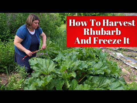 How To Harvest Rhubarb And Freeze It