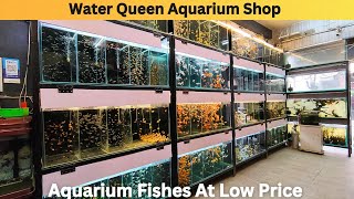 Water Queen Aquarium Shop Aquarium Fishes At Low Price In Delhi | Latest Fishes Stock Price Update