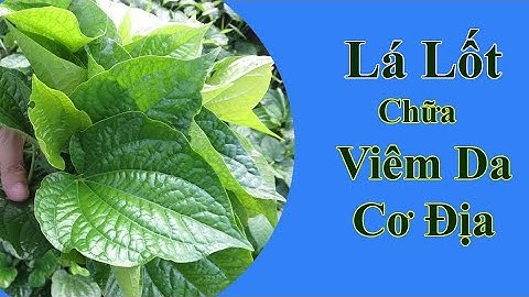 Cách trị Viêm Da Cơ Địa tại nhà bằng Lá Lốt