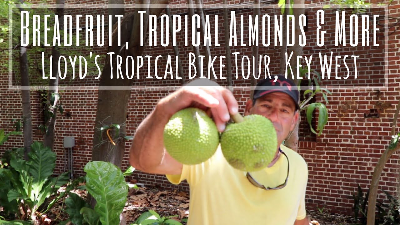 Breadfruit, Tropical Almonds & More (Lloyd's Tropical Bike Tour, Key