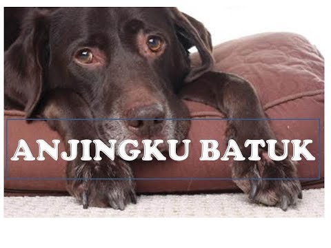 Video: Batuk Kennel Pada Anjing Dan Anak Anjing: Apa Perawatan Untuk Batuk Kennel?