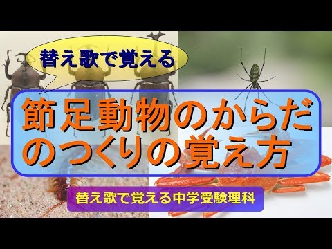 《替え歌で覚える》節足動物のからだのつくりの覚え方