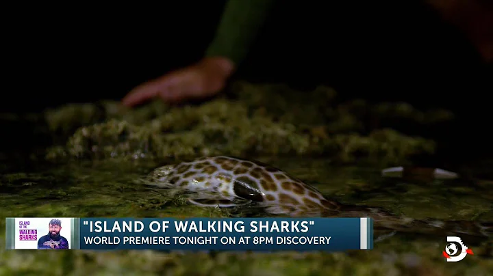 SHARK WEEK: Santa Barbaras Forrest Galante heads t...
