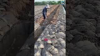 Download Lagu Stecu Stecuu #shorts #agrikultur #farming #koplo MP3 Download Lagu Stecu Stecuu #shorts #agrikultur #farming #koplo MP3