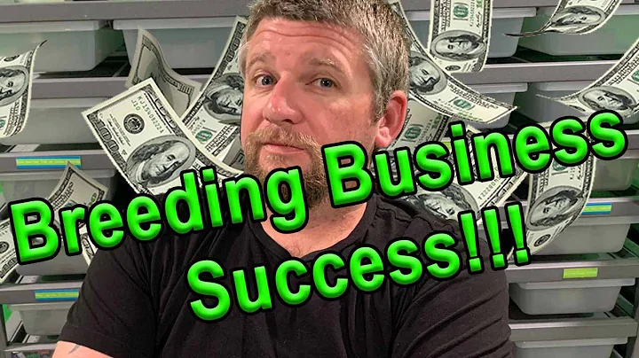 Ball Python Breeding Business Success